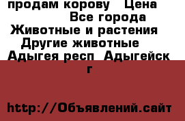 продам корову › Цена ­ 70 000 - Все города Животные и растения » Другие животные   . Адыгея респ.,Адыгейск г.